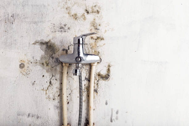 Best Same-Day Mold Removal  in Berwick, LA