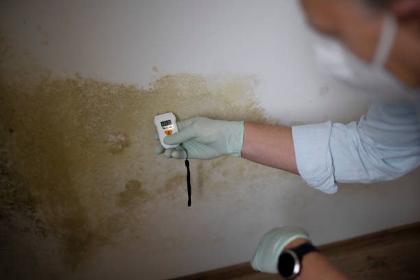 Best Attic Mold Removal  in Berwick, LA