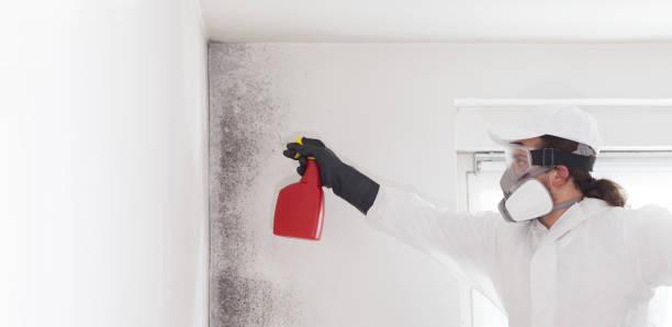 Best Certified Mold Removal  in Berwick, LA