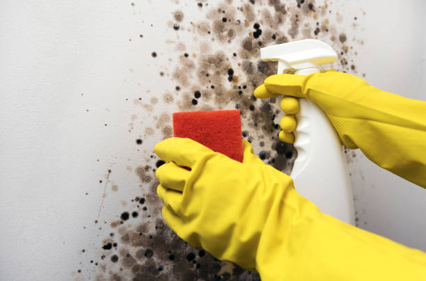 Mold Testing and Removal in Berwick, LA