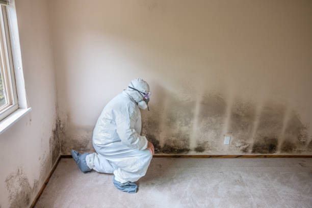 Best Best Mold Removal Companies  in Berwick, LA