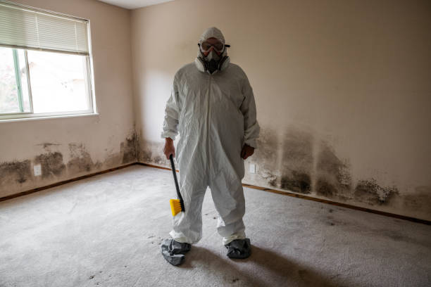 Best Affordable Mold Removal  in Berwick, LA