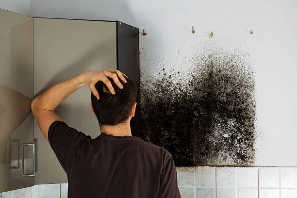 Best Mold Removal Process  in Berwick, LA